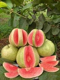 Red Daimond Guava Plant Manufacturer & Supplier in India